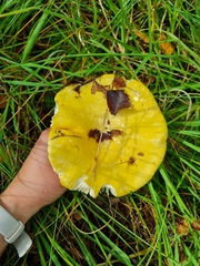 Russula claroflava