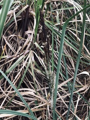Carex riparia