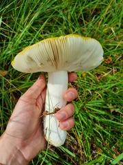 Russula claroflava