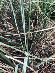 Carex riparia