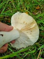 Russula claroflava