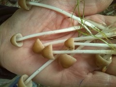 Britzelmayria multipedata