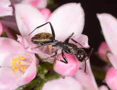Camponotus aeneopilosus