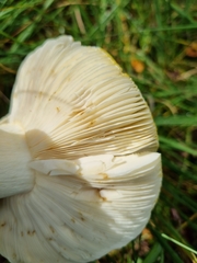 Russula claroflava