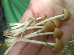 Britzelmayria multipedata