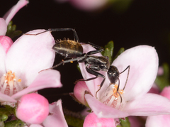 Camponotus aeneopilosus