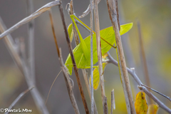 Amblycorypha oblongifolia