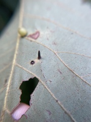 Caryomyia subulata