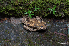 Duttaphrynus melanostictus