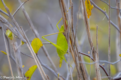 Amblycorypha oblongifolia