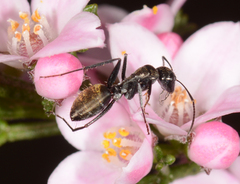 Camponotus aeneopilosus