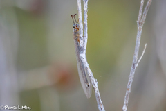 Distoleon tetragrammicus