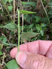 Oplismenus hirtellus