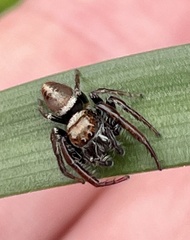 Opisthoncus parcedentatus