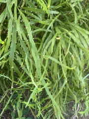 Muehlenbeckia platyclada