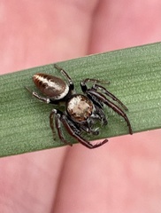 Opisthoncus parcedentatus