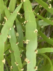 Muehlenbeckia platyclada