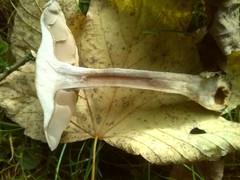 Cortinarius anomalus