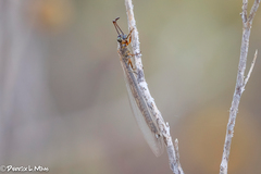 Distoleon tetragrammicus