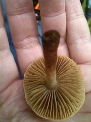 Hebeloma sacchariolens