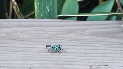 Thiania