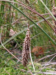 Carex rostrata