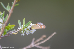 Callophrys gryneus