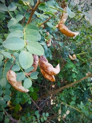 Colutea