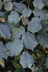 Erysiphe corylacearum