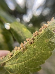Celticecis acuminata
