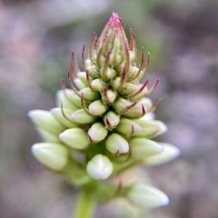 Stackhousia monogyna