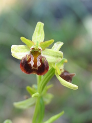 Ophrys sphegodes grammica