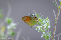 Callophrys gryneus