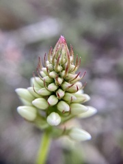 Stackhousia monogyna