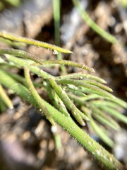 Stackhousia monogyna