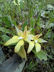 Caladenia flava