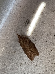 Epiphyas postvittana