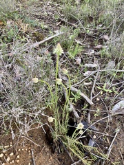 Stackhousia monogyna