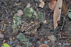 Fejervarya multistriata