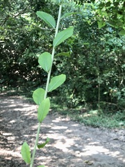 Tarlmounia elliptica
