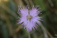 Dianthus hyssopifolius