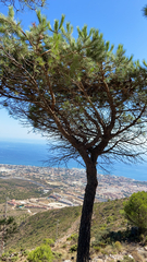 Pinus pinea