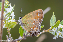 Callophrys gryneus