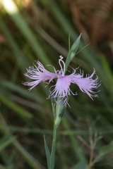 Dianthus hyssopifolius