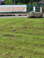 Gracupica nigricollis