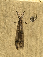 Dendroleon obsoletus