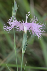 Dianthus hyssopifolius