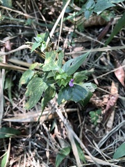 Dicliptera chinensis