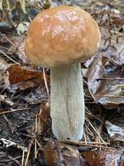 Boletus chippewaensis