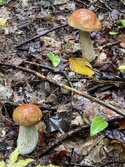 Boletus chippewaensis